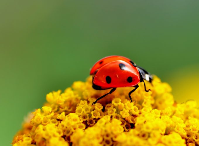 Wallpaper ladybug, 4k, Animals 8731415658